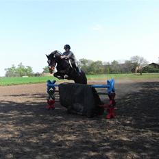 Hollandsk Sportspony Siljan<33 