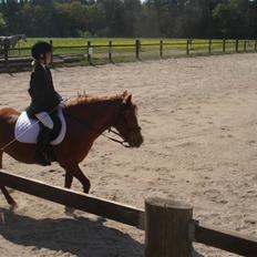 Anden særlig race Miss Mille