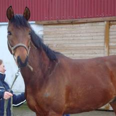 Dansk Varmblod Starlight´s Sidney