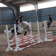 Anden særlig race |Kenzo|