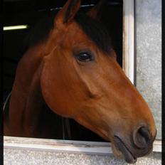 Dansk Varmblod Gørklintgårds Oliena