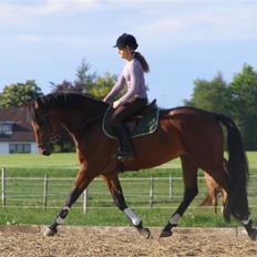 Dansk Varmblod Gørklintgårds Oliena