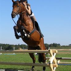Dansk Varmblod Gørklintgårds Oliena