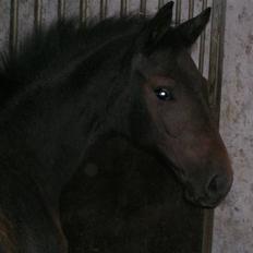 Holstener KK's Compagnon