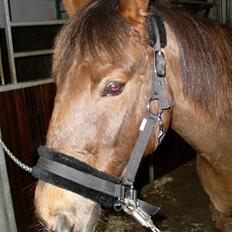 Anden særlig race G'B RIDESKOLE PONY.