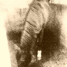 Anden særlig race G'B RIDESKOLE PONY.