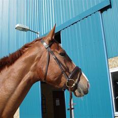 Oldenborg Clemenst Gucci *himmelhest*