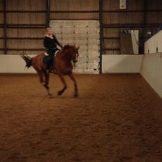 Oldenborg Clemenst Gucci *himmelhest*