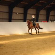 Oldenborg Clemenst Gucci *himmelhest*