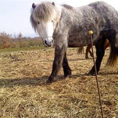 Islænder Gladur **SOLT**