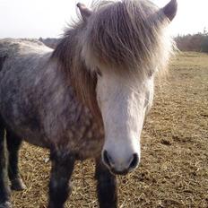 Islænder Gladur **SOLT**