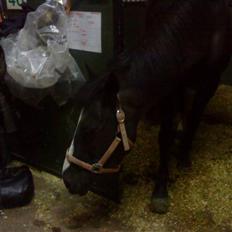 Anden særlig race Miss Nelly *SOLGT*