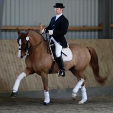 Dansk Varmblod Bemcha Swing **solgt**