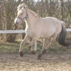 Fjordhest Larsmindes Madeleine
