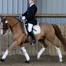 Dansk Varmblod Bemcha Swing **solgt**