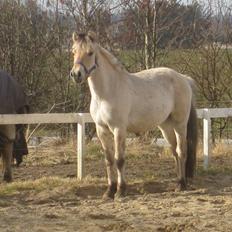 Fjordhest Larsmindes Madeleine
