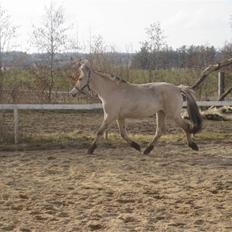 Fjordhest Larsmindes Madeleine
