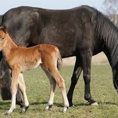 New Forest Pollux Hippios