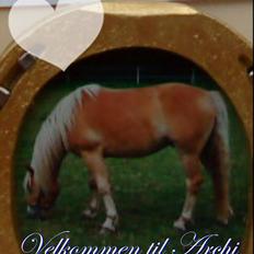 Haflinger Archi <3