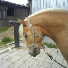 Haflinger Archi <3