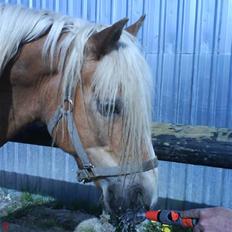 Haflinger Archi <3