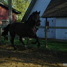 Hollandsk Varmblod  Vincent ( Hr. vimse)