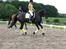 Hannoveraner Ruby ¤ R.I.P ¤ - Ruby og Stine rider (: