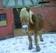 Haflinger Flicka solgt :(