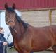 Dansk Varmblod Starlight´s Sidney