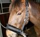 Anden særlig race G'B RIDESKOLE PONY.