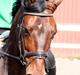 Hollandsk Varmblod  Vincent ( Hr. vimse)