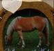 Haflinger Archi <3