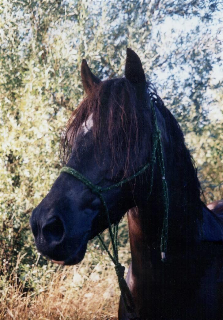 Welsh Pony (sec B) Duchess *Savnet* - Duchess´s mor billede 12