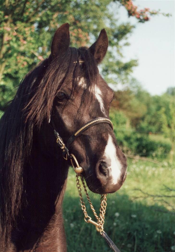 Welsh Pony (sec B) Duchess *Savnet* - duchess billede 1