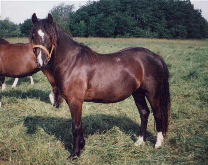 Welsh Pony (sec B) Duchess *Savnet* - Duchess billede 13