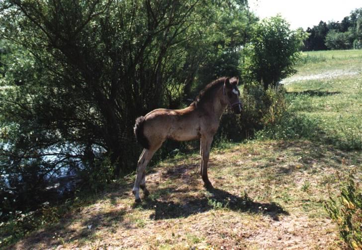 Welsh Pony (sec B) Duchess *Savnet* - Duchess som føl billede 14