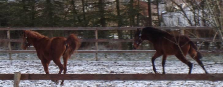 Arabisk fuldblod (OX)  Hektor Solgt - Og en rask lille galop bliver sat igang af de to gade drenge på 1-2år og de nyder bare hinanden Selskab billede 11