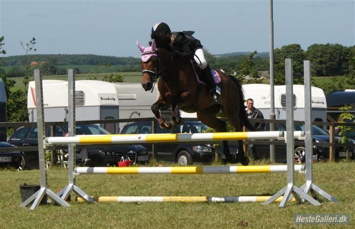 Welsh Pony (sec B) Wanda solgt :´( billede 2