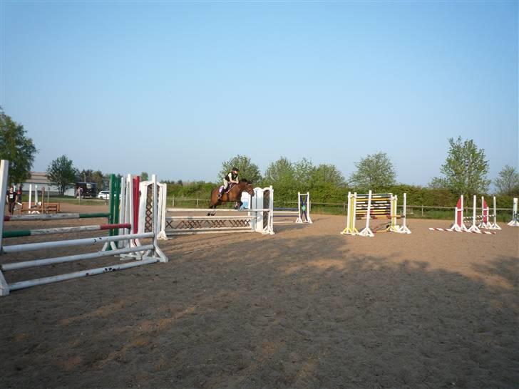 Welsh Pony (sec B) Wanda solgt :´( - spring træning billede 3