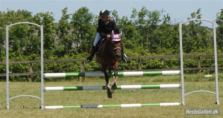 Welsh Pony (sec B) Wanda solgt :´( billede 5