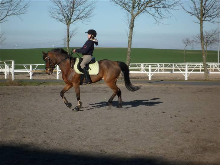 Welsh Pony (sec B) Wanda solgt :´( -  dressur undervisning billede 8