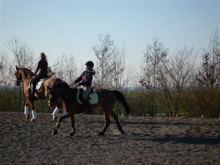 Welsh Pony (sec B) Wanda solgt :´( billede 9