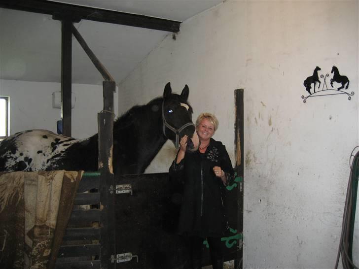 Knabstrupper Ulvegårdens Napoleon. - Første gang jeg så Napoleon. billede 13