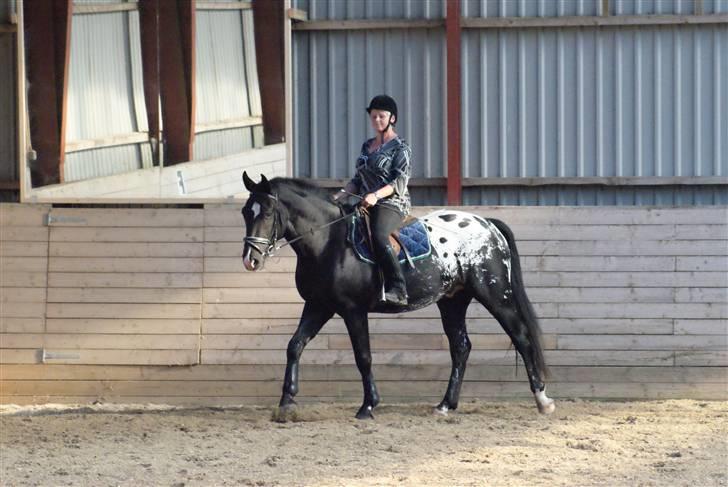 Knabstrupper Ulvegårdens Napoleon. - En glad hest & en glad rytter. Foto: Rikke. billede 18