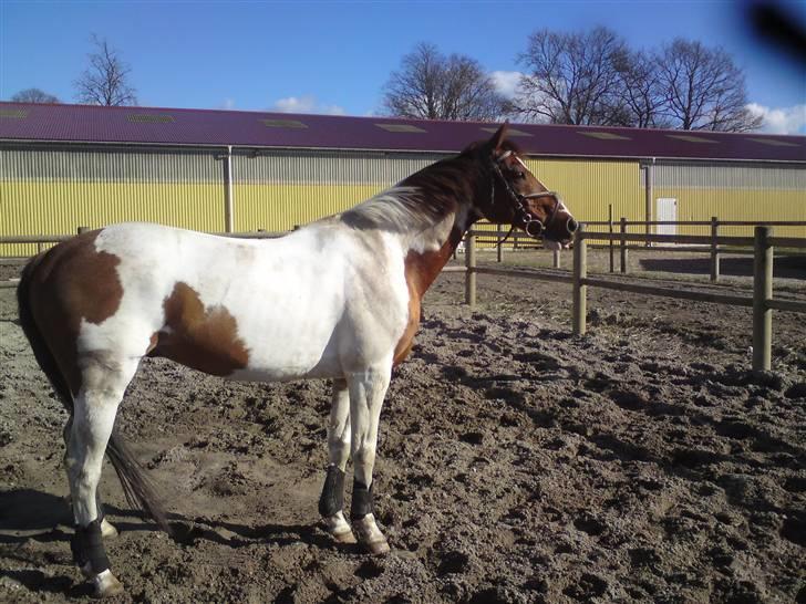 Anden særlig race Silver - Yndlingsbillede, han er bare såeh fin.. <3 billede 10