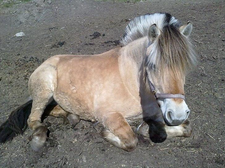 Fjordhest Misja  ( Første pony) - misse kat´blev træt :)  foto: Johanne billede 12