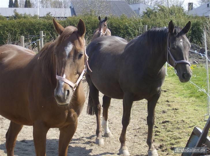 Fuldblod (XX) **Refreshment** R.I.P - På fold med vennerne.. billede 14