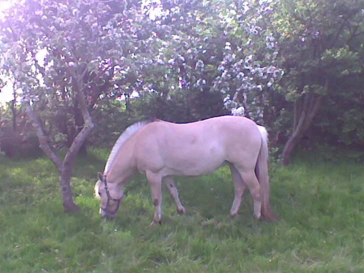 Fjordhest frida<3 - frida billede 8