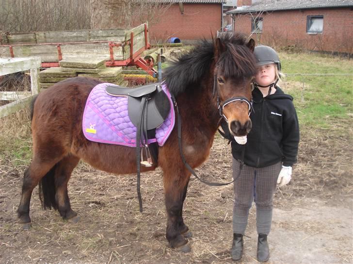 Anden særlig race bamse - en tyk dejlig lille pony billede 10
