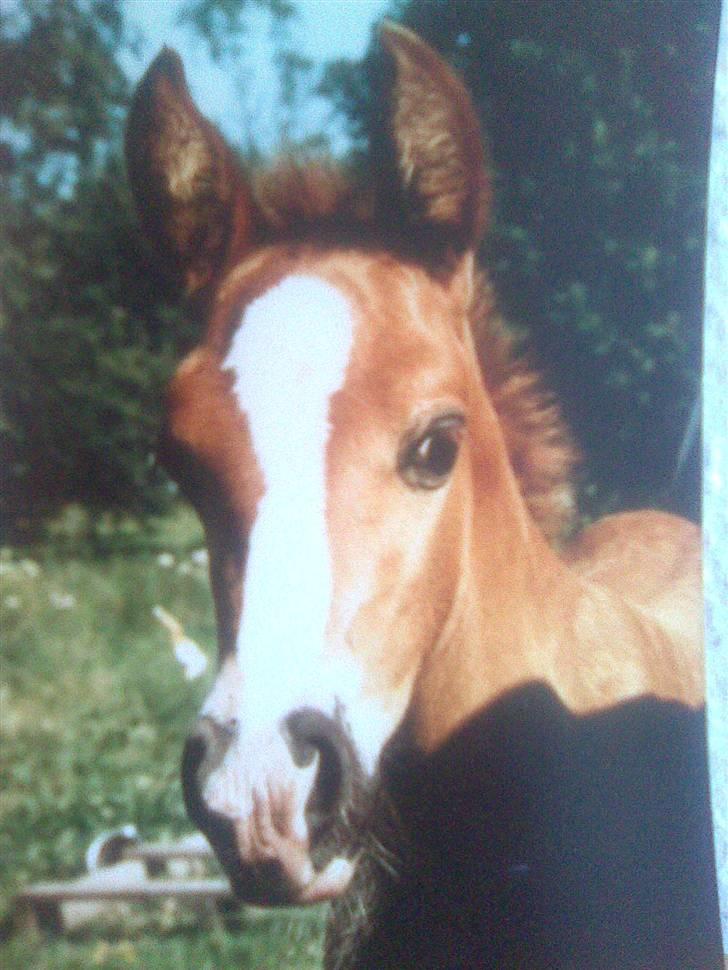 Anden særlig race cheval (R.I.P) billede 15